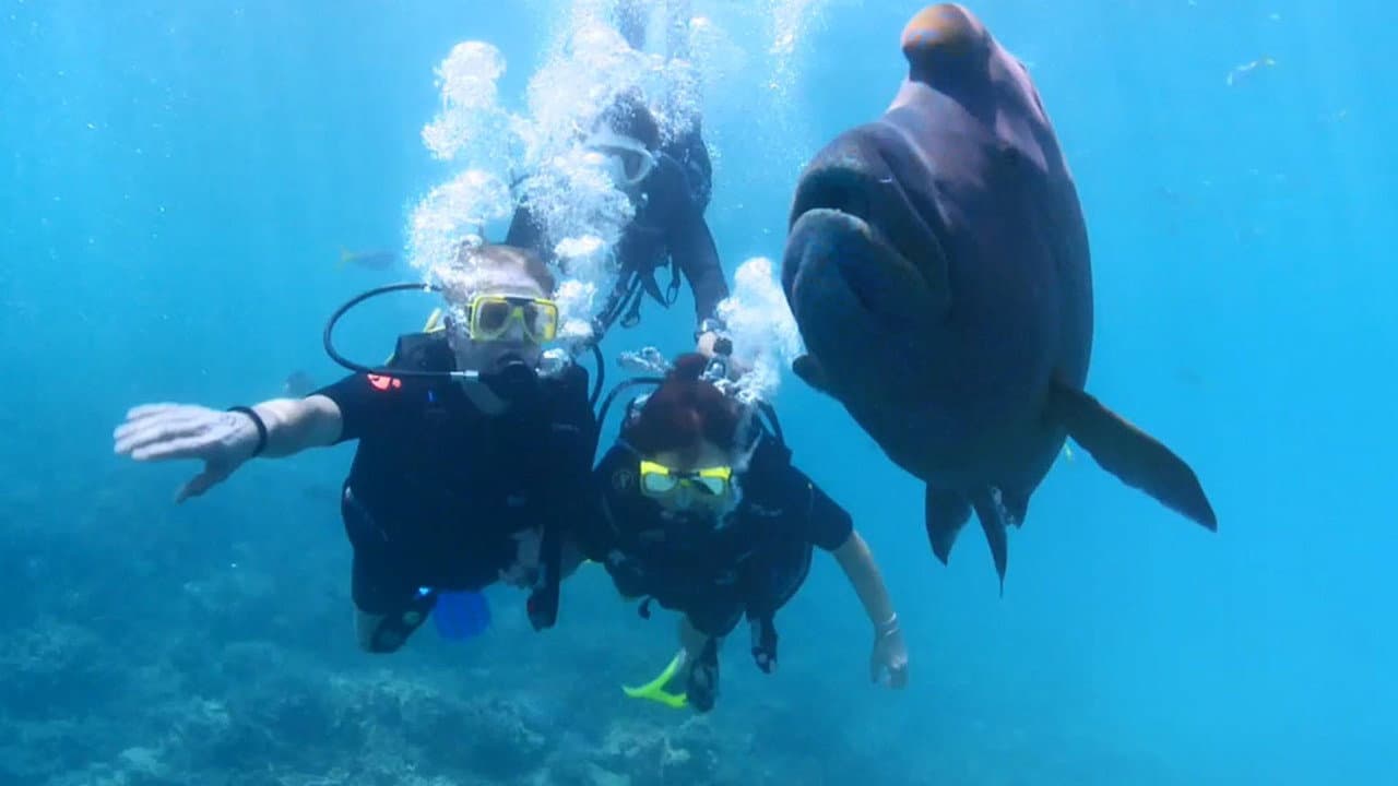 Dive Travel