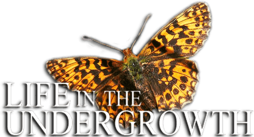 Life in the Undergrowth