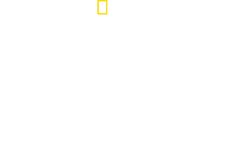 Dolphins Up Close with Bertie Gregory