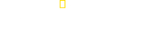 Patagonia Wings
