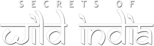 Secrets of Wild India